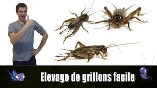 ELEVAGE DE GRILLONS FACILE  TUTO EUBLEPHARIS [upl. by Nosreip]