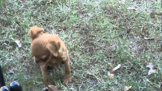 Brussels Griffon Puppies for sale AKC tiny toys [upl. by Imrots]