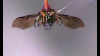 Cyborg insects with wings controlled by humans [upl. by Christalle]