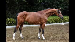 Chigolina  Stute  2019 geboren Chigaru x Iberio [upl. by Ahsinet368]