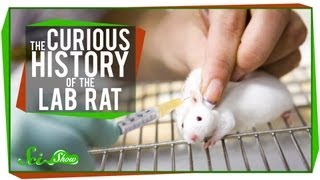 The Curious History of the Lab Rat [upl. by Tandy]