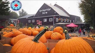 Picking Pumpkins for Halloween at Springridge Farm  Milton Ontario [upl. by Foushee]