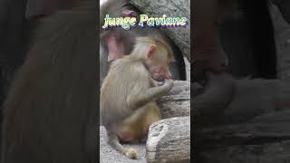 junge Paviane Zoologische Woche 🐒 Babuinos jóvenes Semana zoológica 🐵 [upl. by Aira120]