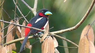 Blackandred Broadbill in Malaysia [upl. by Beker]