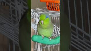 I want cookies 🍪🦜birds parrotlet [upl. by Gawain]