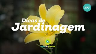 Dicas para ter sucesso na Jardinagem [upl. by Baxie]