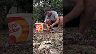 😱 NÃO ACREDITO ELE FEZ UMA CIRURGIA SOZINHO 🤯 viralvideo shortvideo galo [upl. by Sunda498]