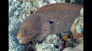 MORAY eel and sea snake ثعابين موراي मोरे ईल belut Sulawesi menyerang 攻撃 [upl. by Stoecker]