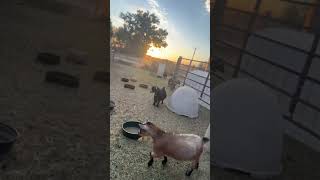 Breakfast time Pygmy Goats [upl. by Ehsiom573]