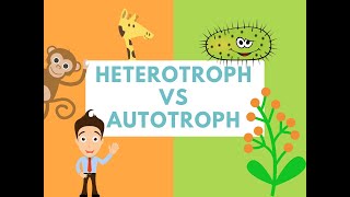 Difference Between Heterotrophs and Autotrophs Difference it [upl. by Elam]