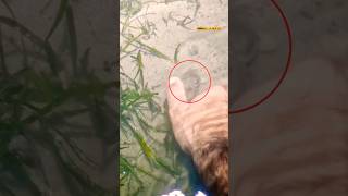 Pesca in Mare Con le Mani pescainmare seppia [upl. by Noe]