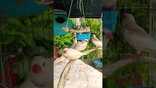 Cute birds 🥰  Zebra finch  Birds video  finch pet nature live birds cute bird finches [upl. by Funch]