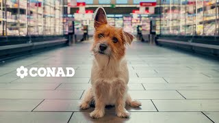 CONAD  Il Cagnolino  TV60  2024 [upl. by Eyllib]