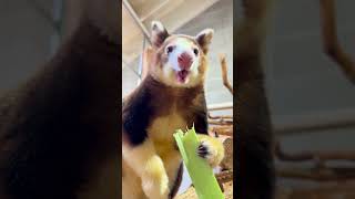 Tree Kangaroo CrunchaThon is ON [upl. by Cocks]