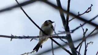 Chant du chardonneret élégant [upl. by Eelano]