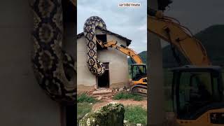 Saving a giant python animals python mrwildtracks [upl. by Haret134]