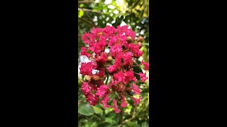 Tonto Crape Myrtle Tree  Fuschia Red crepe myrtle bushes Lagerstroemia indica [upl. by Enahc]