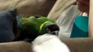 Alexyellow collared macaw attacks my feet [upl. by Eecrad]