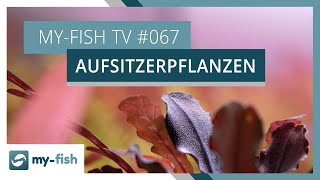 Aufsitzerpflanzen amp Farne erklärt  myfish TV 067 [upl. by Nallid804]