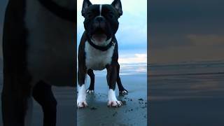 Boston Terrier Barking Sound [upl. by Arah]