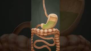 Human Digestive System  3D animation  by Hexta [upl. by Quintessa]