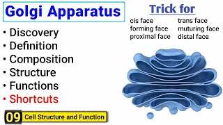 Golgi Apparatus structure and function  Complete Concept  Peak Lectures [upl. by Adiel]