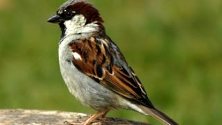 Call of a House Sparrow [upl. by Amak]