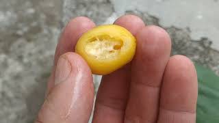 Gmelina arborea  eating white teak fruit at Parambanan in Java [upl. by Euqnomod]