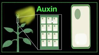 Major plant hormones amp how to remember  Control amp Coordination  Biology  Khan Academy [upl. by Reinold]