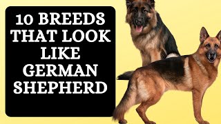 10 Breeds that Look Like German Shepherd [upl. by Pasco]