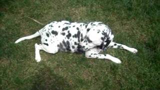 Mia The Dalmatian 6 Weeks 2 Days Pregnant [upl. by Baecher]