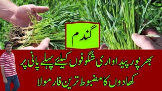 Strong Fertilizer Plan for Wheat Tillering  Fertilizer amp First Irrigation  Cyber Agri Extension [upl. by Enomys280]