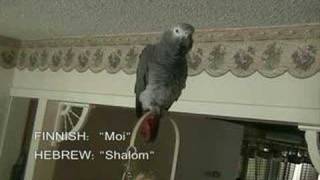 Parrot Speaks 12 Languages [upl. by Eadahs]