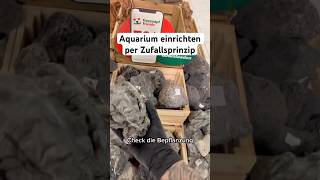 Aquarium einrichten nach Zufallsprinzip aquarium aquascape aquaristik aquariumhobby [upl. by Mall]