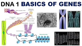 Basics of Genetics  Chromatin  Chromatid  Chromonema  Chromomere  Heterochromatin  Euchromatin [upl. by Corabel]