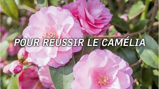 5 astuces pour réussir la culture du camélia [upl. by Shamrao282]