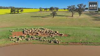 The Ranch Rivers Rd Canowindra [upl. by Boaten]