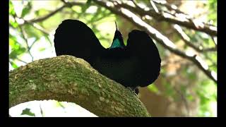 Unique Courtship Display of Paradise Riflebird Captivating Bird [upl. by Ob]