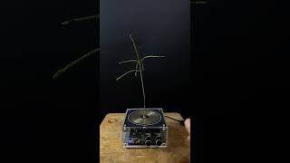 Experiment tesla coil  grass [upl. by Av]