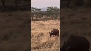 Beautiful Tanzania Serengeti National Park animals wildlife lion [upl. by Neeron]