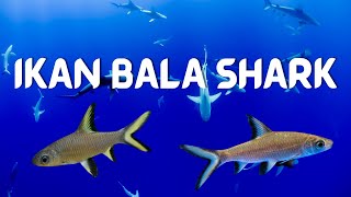 Ikan Bala Shark Jenis Dan Karakteristiknya [upl. by Creedon]