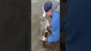 Striped Bass Release Fun Fishing [upl. by Hendrix961]