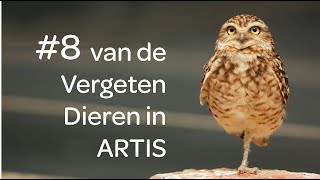 8 van de Vergeten Dieren in ARTIS [upl. by Aronson]