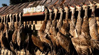 Saskatchewan Sandhill Crane Hunt with Ongaros [upl. by Artie443]