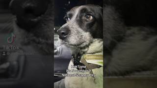 Scrapple and Wine nationalscrappleday scrapple nationalcalendarday mertztownpa dogsofyoutube [upl. by Erusaert696]