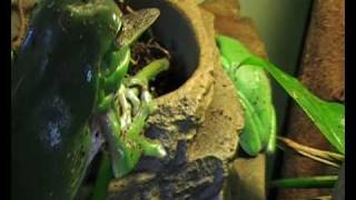 Green Tree Frog eating a Cicada [upl. by Aliahs]