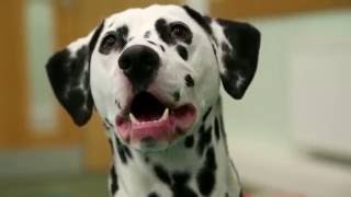 RSPCA Video  The Dog Rescuers series 2 episode 3 [upl. by Notla563]