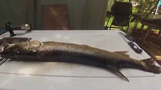 HOW to FILLET a LARGE NORTHERN PIKE 5 CUT METHOD  NO BONES [upl. by Adnilema]