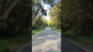 Chilapata Forest junglesafari wildlife greenery longdrive northbengal [upl. by Chor]