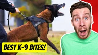 The WILDEST Police K9 Dog Bite Videos  dog trainer reacts [upl. by Orban472]